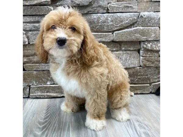 Mini Labradoodle-Dog-Male-gld/wht-386-Petland Austin Landing - Miamisburg, OH