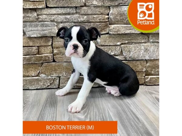 Boston Terrier Dog Male Black / White 407 Petland Austin Landing - Miamisburg, OH