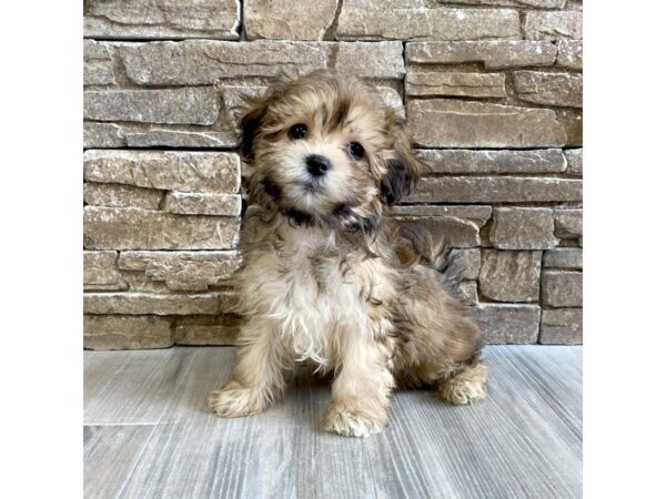 Teddy Bear-DOG-Male-Golden-2-Petland Austin Landing - Miamisburg, OH