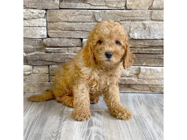 Labradoodle Mini 2nd Gen DOG Male Red 25 Petland Austin Landing - Miamisburg, OH