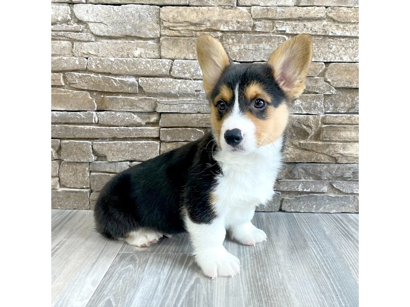【値下可】Corgi Black Collection Cotton Polo 値下可】Corgi Black Collection Cotton Polo 値下可】Corgi