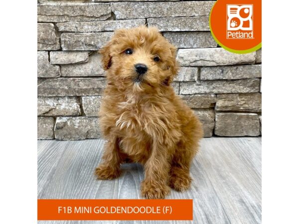 Goldendoodle Mini F1b Dog Female Red 456 Petland Austin Landing - Miamisburg, OH