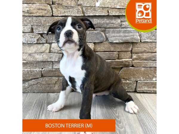 Boston Terrier-Dog-Male-Chocolate / White-465-Petland Austin Landing - Miamisburg, OH