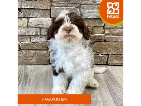 Havapoo Dog Male Chocolate / White 464 Petland Austin Landing - Miamisburg, OH