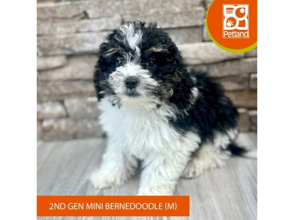 Bernedoodle Mini 2nd Gen Dog Male Tri-Colored 460 Petland Austin Landing - Miamisburg, OH