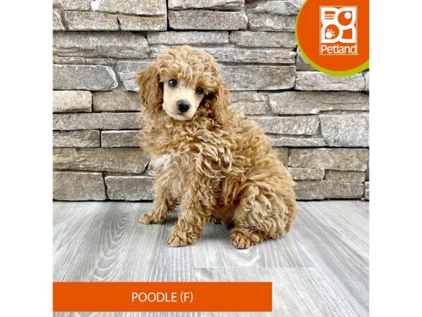 [#479] Apricot Female Poodle Puppies For Sale