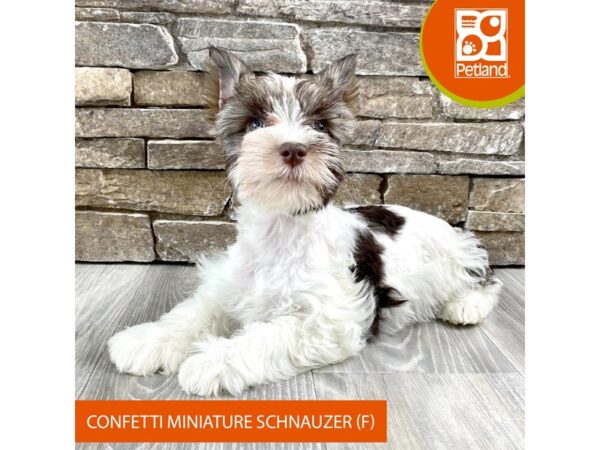 Confetti Mini Schnauzer Dog Female Liver Parti 485 Petland Austin Landing - Miamisburg, OH