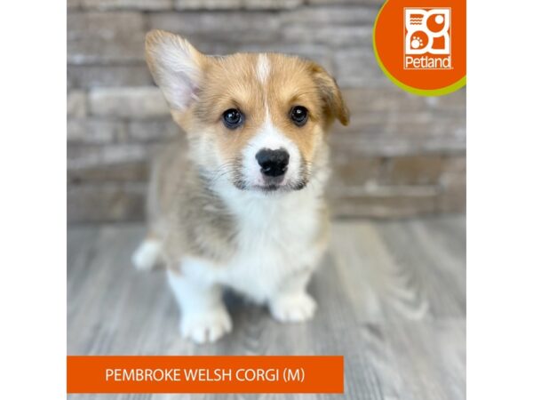 [#494] Sable / White Male Pembroke Welsh Corgi Puppies For Sale