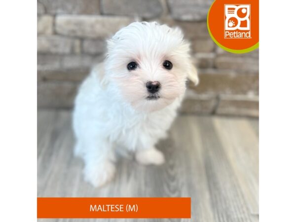 [#487] White Male Maltese Puppies For Sale