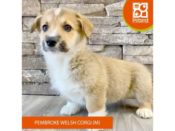 [#499] Sable / White Male Pembroke Welsh Corgi Puppies For Sale