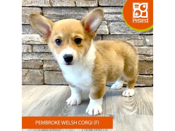[#497] Sable / White Female Pembroke Welsh Corgi Puppies For Sale