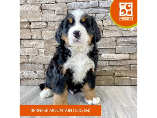 [#504] Tri-Colored Male Bernese Mountain Dog Puppies For Sale