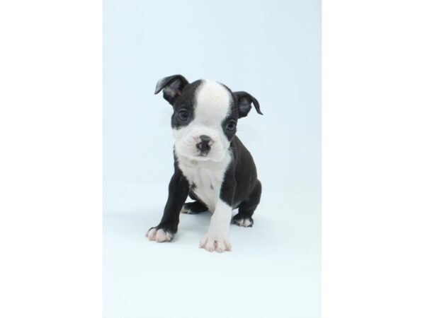 Boston Terrier Dog Male Black / White 512 Petland Austin Landing - Miamisburg, OH