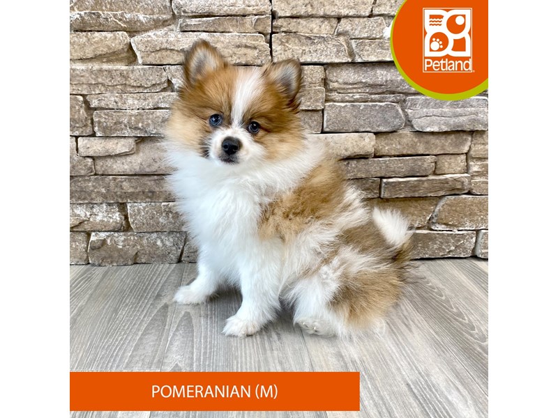 Pomeranian - 506 Image #1
