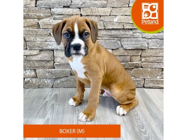 [#507] Fawn Male Boxer Puppies For Sale