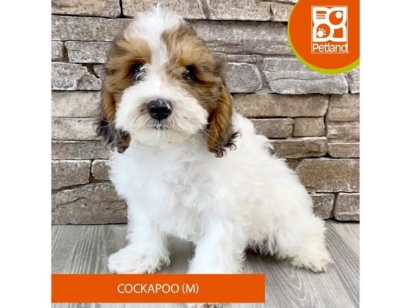 [#509] Blue Merle Male Cock A Poo Puppies For Sale