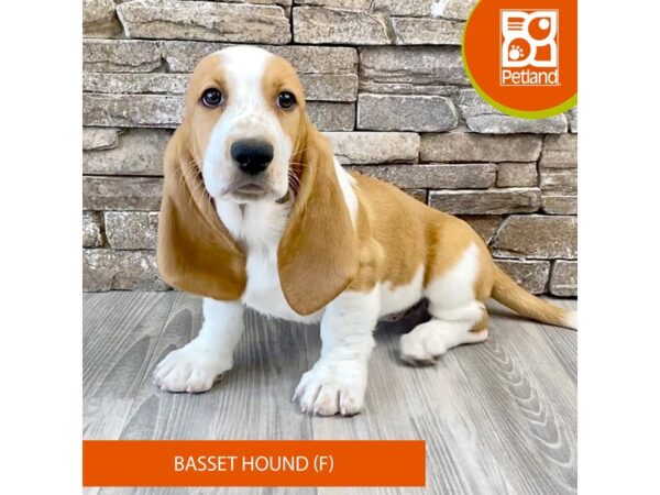 Basset Hound Dog Female Red / White 510 Petland Austin Landing - Miamisburg, OH