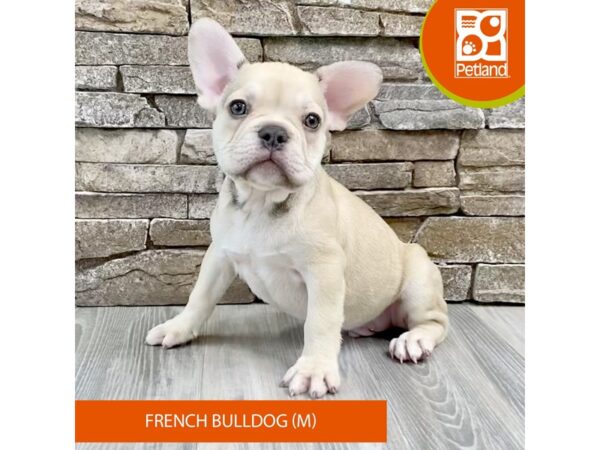 [#527] Cream Male French Bulldog Puppies For Sale