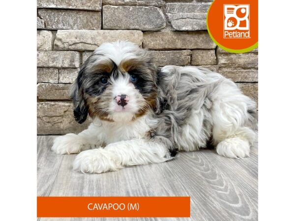 [#526] Merle Male Poodle/Cavalier King Charles Spaniel Puppies For Sale