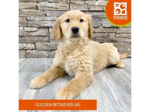 [#525] Golden Male Golden Retriever Puppies For Sale