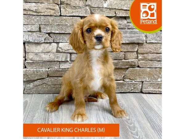 [#522] Ruby Male Cavalier King Charles Spaniel Puppies For Sale