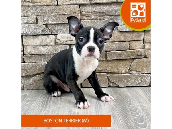 [#518] Black / White Male Boston Terrier Puppies For Sale