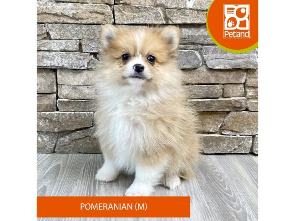 [#517] Red Sable Male Pomeranian Puppies For Sale