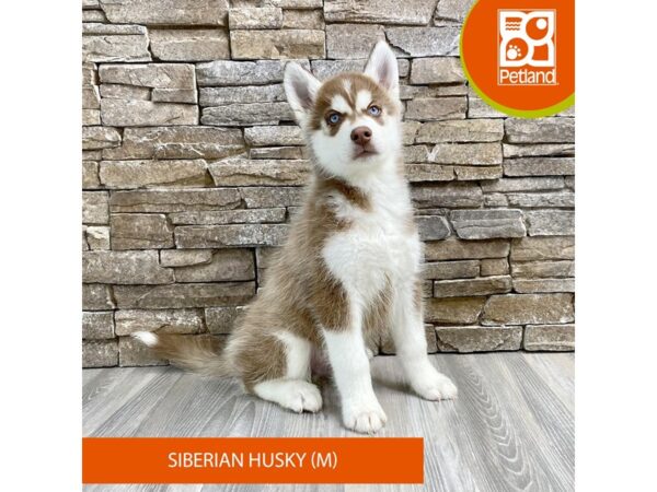[#516] Male Siberian Husky Puppies For Sale