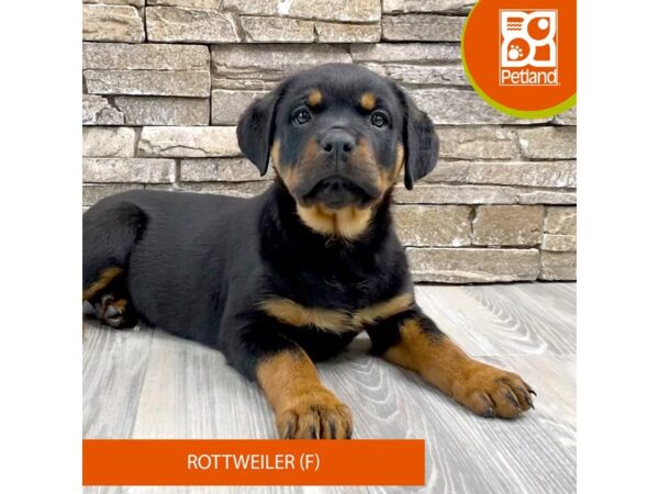 [#514] Black / Rust Female Rottweiler Puppies For Sale