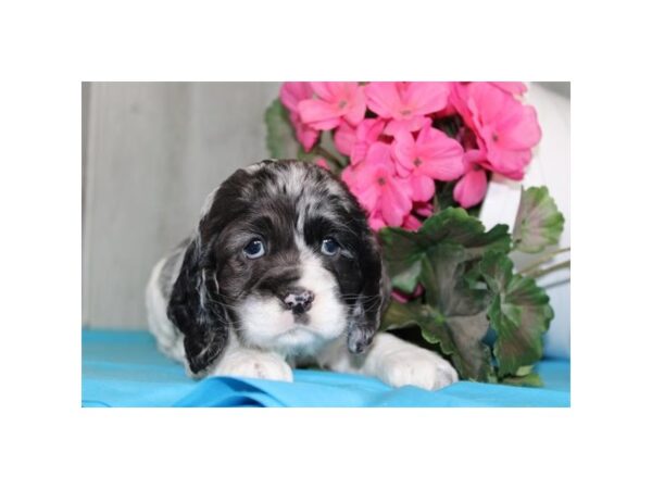 [#530] Chocolate Merle Male Cocker Spaniel Puppies For Sale