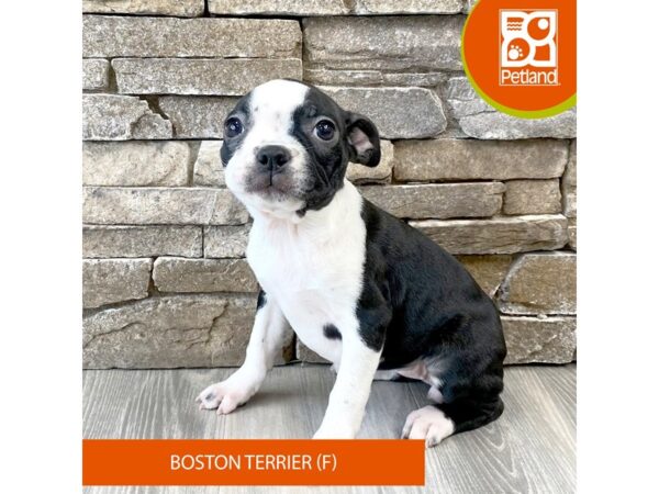 [#535] Black / White Female Boston Terrier Puppies For Sale