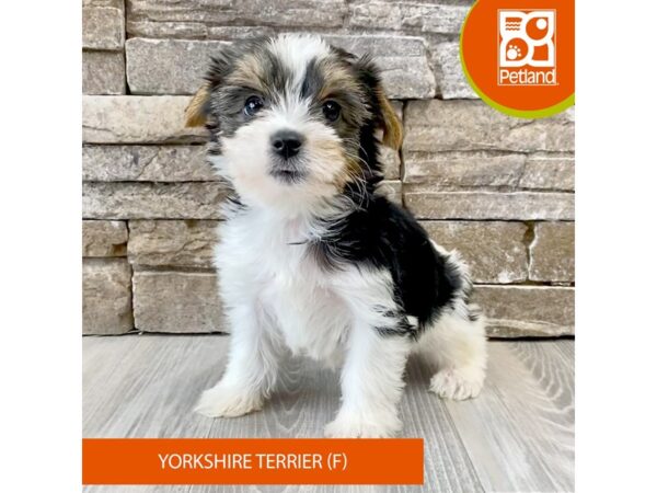 [#532] Black / Tan Female Yorkshire Terrier Puppies For Sale