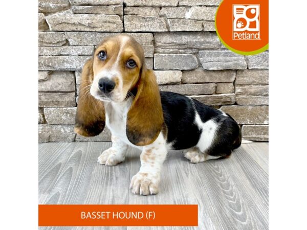 Basset Hound-Dog-Female-Black / Tan-531-Petland Austin Landing - Miamisburg, OH