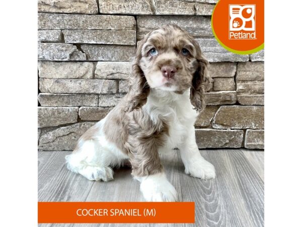 [#530] Chocolate Merle Male Cocker Spaniel Puppies For Sale