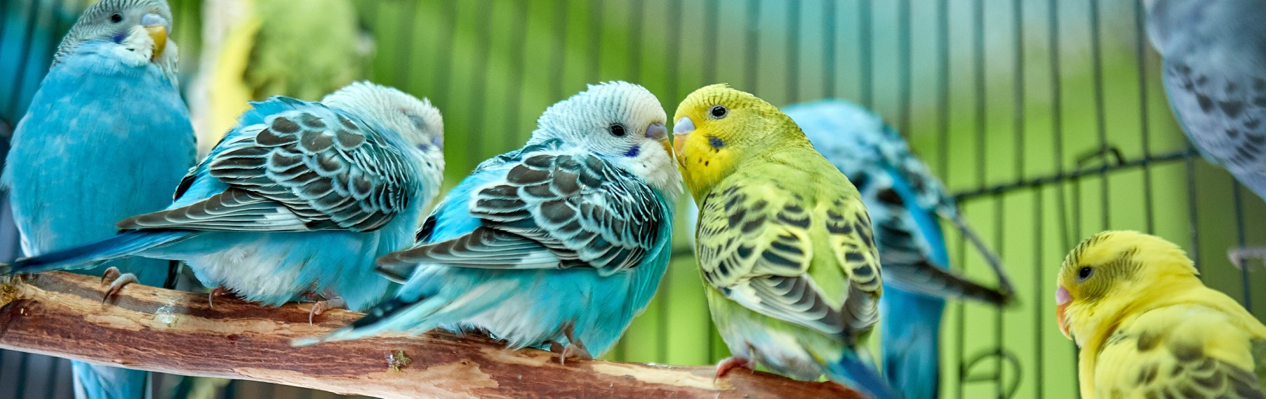Pet Store Banner