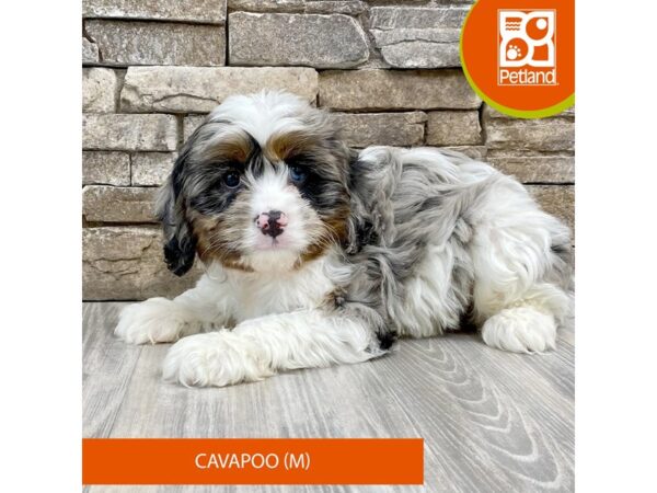 Poodle/Cavalier King Charles Spaniel-Dog-Male-Merle-526-Petland Austin Landing - Miamisburg, OH