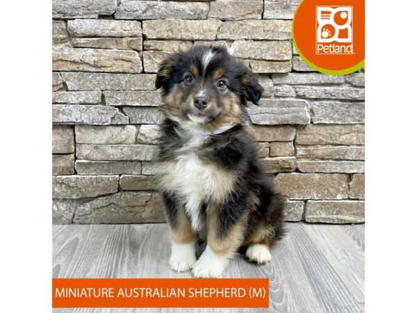 [#519] Black White / Tan Male Miniature Australian Shepherd Puppies For Sale