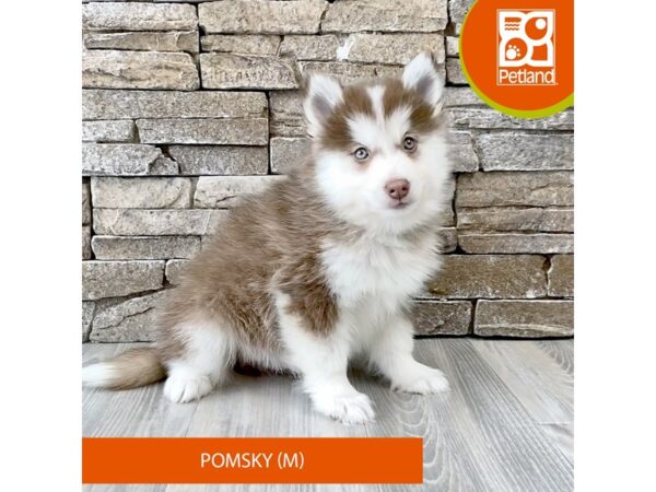 [#528] Red / White Male Pomsky Puppies For Sale
