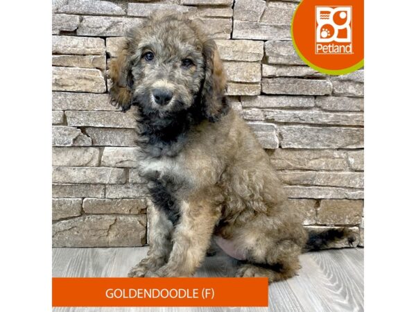 Goldendoodle Dog Female Sable 548 Petland Austin Landing - Miamisburg, OH