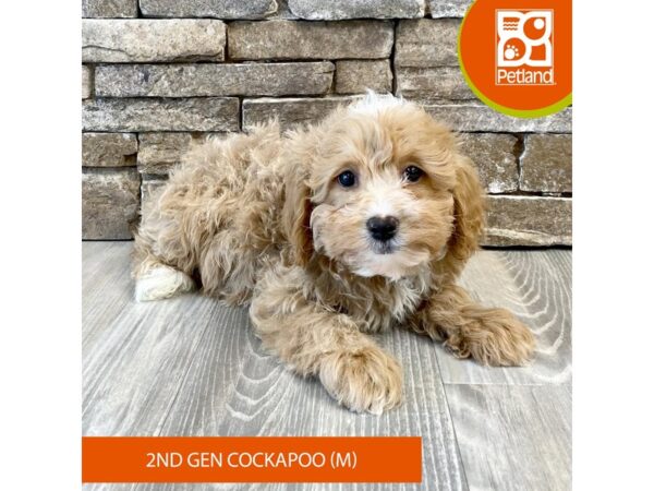 Cock A Poo 2nd Gen Dog Male Apricot 560 Petland Austin Landing - Miamisburg, OH