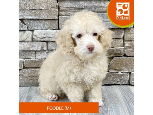 Poodle Dog Male Cream 546 Petland Austin Landing - Miamisburg, OH