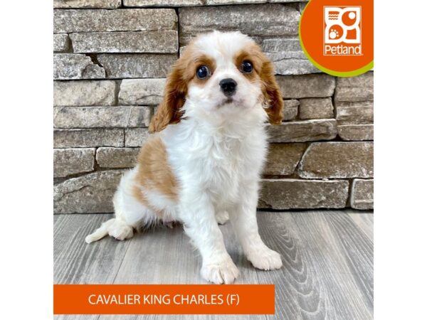 Cavalier King Charles Spaniel – 587