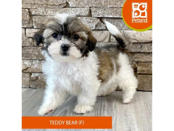 Teddy Bear-Dog-Female-Tri-Colored-586-Petland Austin Landing - Miamisburg, OH