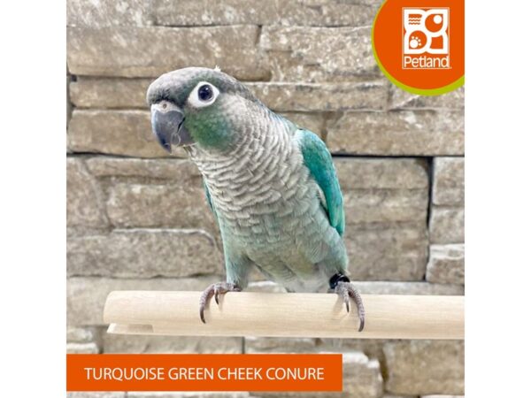 Turquoise Green Cheek Conure-Bird---599-Petland Austin Landing - Miamisburg, OH