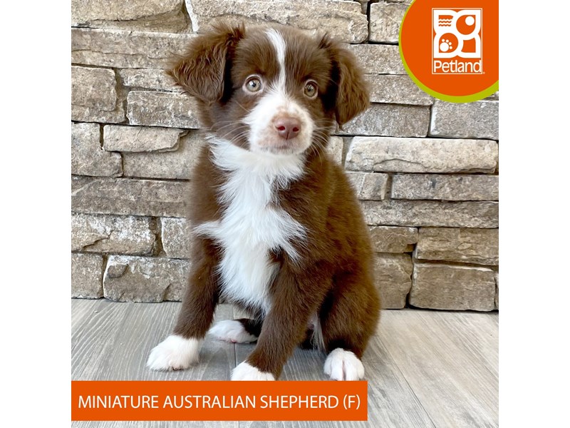 Miniature Australian Shepherd - 596 Image #1