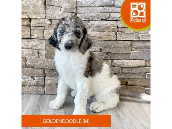 Goldendoodle-Dog-Male-Gray / White-589-Petland Austin Landing - Miamisburg, OH