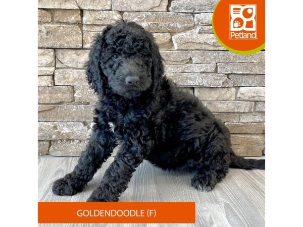 Goldendoodle-Dog-Female-Black-588-Petland Austin Landing - Miamisburg, OH