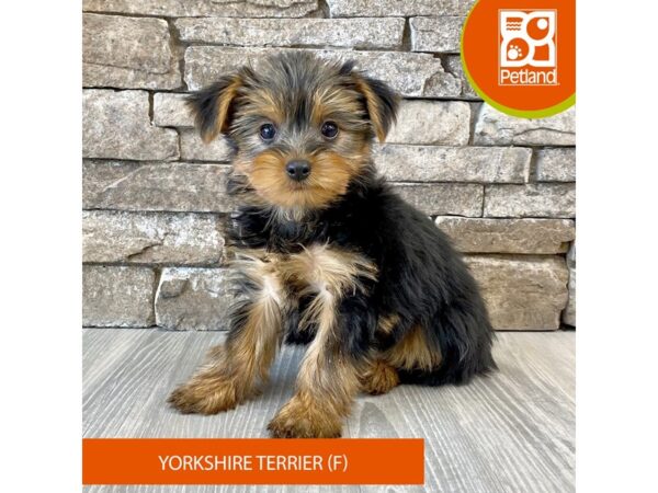 Yorkshire Terrier – 602