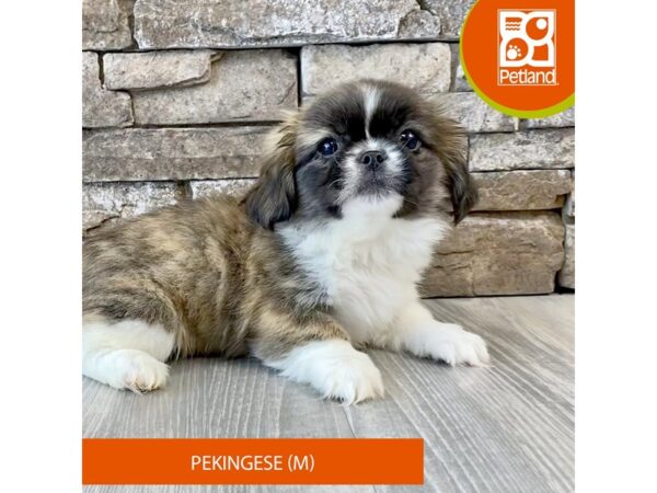 Pekingese – 606