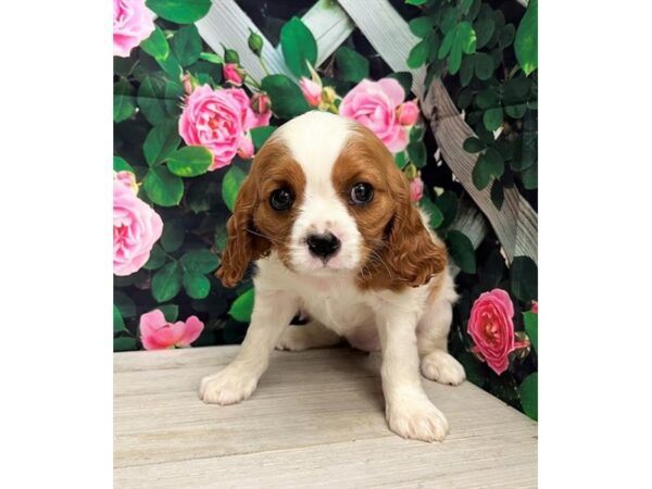 Cavalier King Charles Spaniel – 616